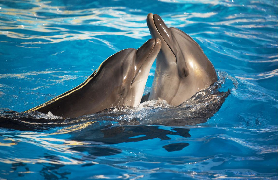 dolphins alzheimer