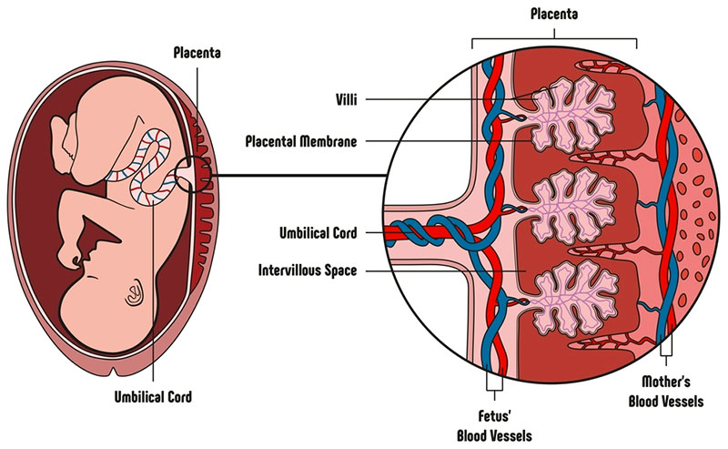 placenta cancer2