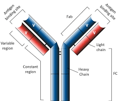 Structure of a standard antibody