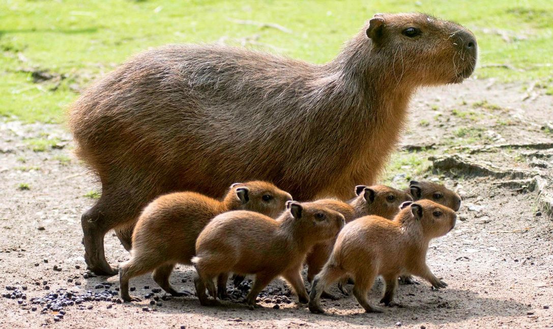 capybaras1